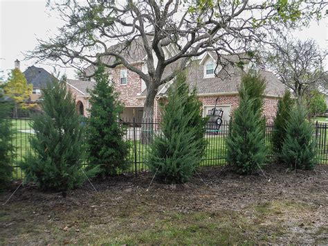 Evergreen Trees - Landscape Designs & Pictures - Dallas, TX - Treeland ...