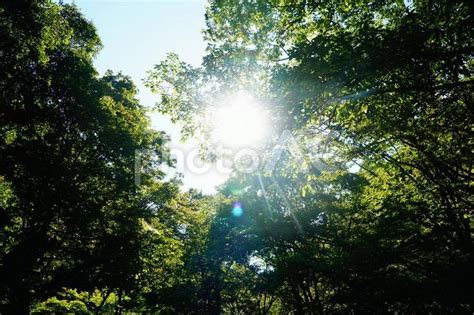 木漏れ日 - No: 32128848｜写真素材なら「写真AC」無料（フリー）ダウンロードOK