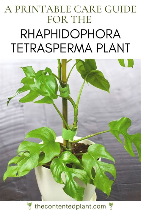 Rhaphidophora Tetrasperma Care Guide The Contented Plant