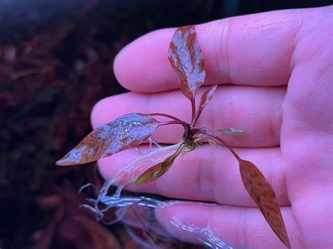 Cryptocoryne Nurii Var Raubensis Rosen Maiden Rare Live Aquarium