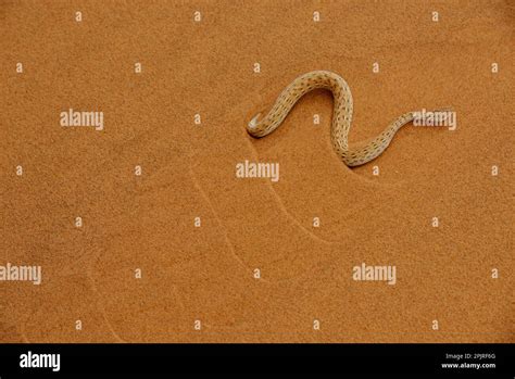 Peringuey S Adder Bitis Peringueyi Adult Side Winding Over Sand