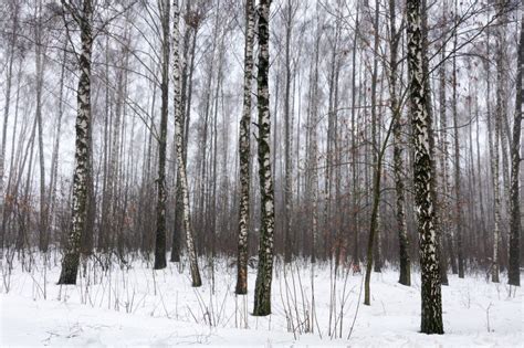 For T De Bouleau En Hiver De Neige Photo Stock Image Du Normal