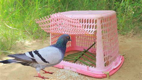 Easy Bird Trap Pigeon Trap Using Basket Youtube