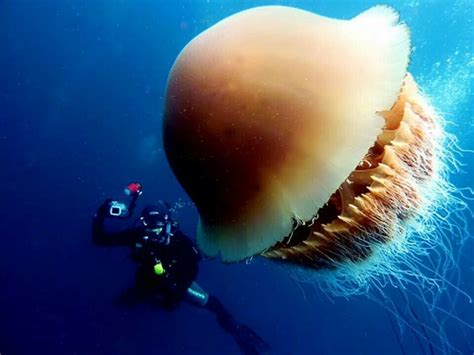 Nomura Jellyfish