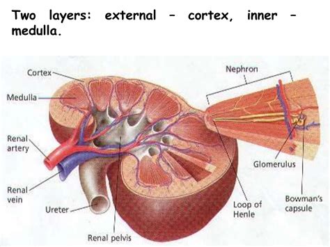 Kidneys CLINICAL biochemistry.ppt111111111 | PPT