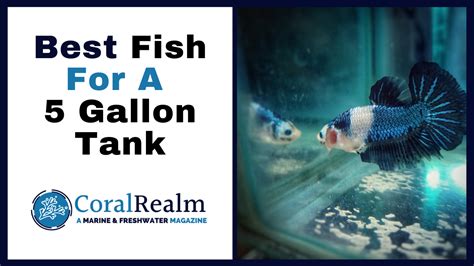 Best Fish For 5 Gallon Tank Complete Guide To Stocking A 5 Gallon