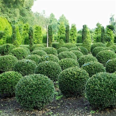 Ilex Crenata Glorie Gem Magyal Florapont