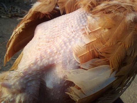 Feather Eating And Pecking How To Prevent And Manage It Prevention Chicken Shed Laying Hens