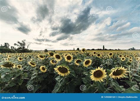 Agricultural Landscape With Sunflowers Stock Image Image Of Evening