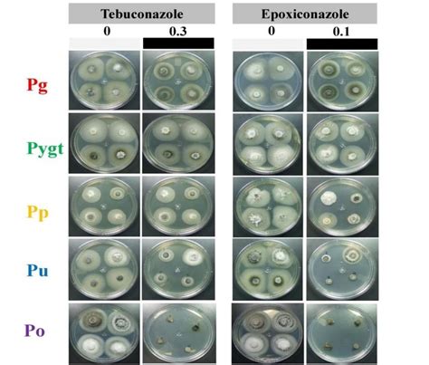 Mycelial Growth Of Isolates From Pyricularia Grisea Pg P