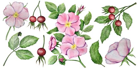 Premium Vector Watercolor Set Of Rose Hip Flowers