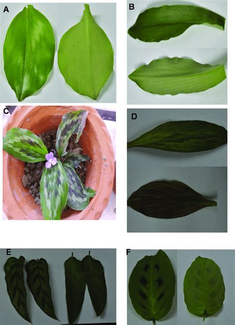 Morphological variation in leaves (dorsal and ventral side) from ...