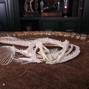 Real Monkfish Skeleton, Lophius, Frog Fish, Sea Devils Monster Fish ...