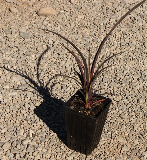 Phormium Cookianum Purple X 30 Landscape Grade Orari Nursery Online