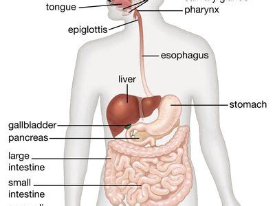 Digestive System - Lessons - Blendspace