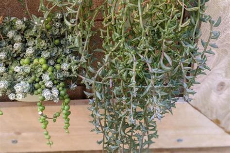 'String Of Dolphins' Senecio Peregrinus: A Comprehensive Succulent Care ...