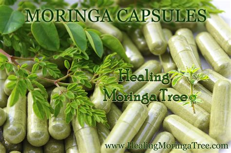 Moringa Capsules MORINGA CAPSULES BENEFITS MORINGA TREES FOR SALE