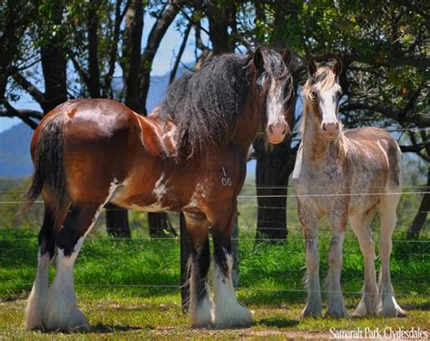 Clydesdales Sire And His Filly Clydesdale Horses Western Pleasure