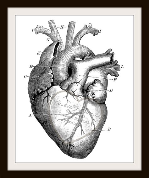 Download Diagram Of Heart To Draw Png Komukimagewell