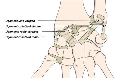 Anatomie du poignet et de la main Clinique Ostéo Articulaire des