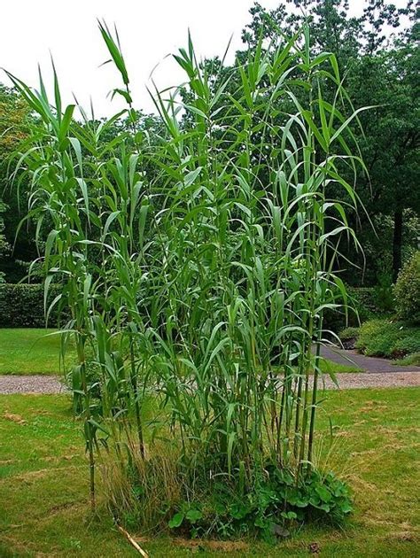 10 Plants That Look Like Lucky Bamboo Balcony Garden Web