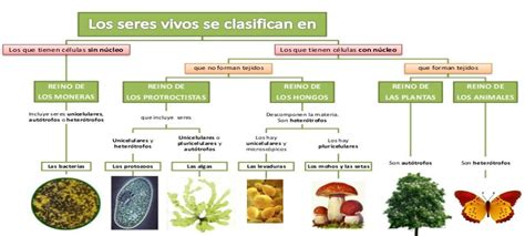 Organizador Gráfico Del Reino De Las Plantas Brainlylat