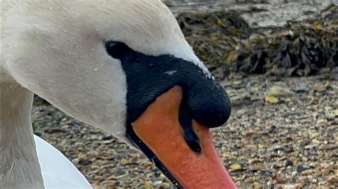 More Dance Offs Swan Pen Anglesey Loves Seeds More Swan Drama 18