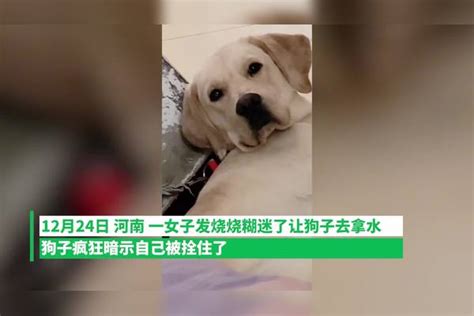 女子发烧烧迷糊了让狗狗去拿水，狗狗疯狂暗示自己被拴住了