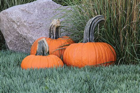 Thumpkin | Specialty | Pumpkins | Products | Vegetables | Rupp Seeds