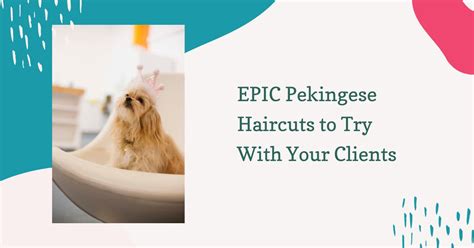 EPIC Pekingese Haircuts to Try With Your Clients - Groomers' Land