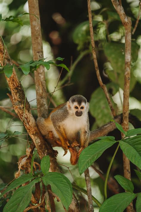 5 Best places to see Costa Rica Wildlife - Sun Chasing Travelers