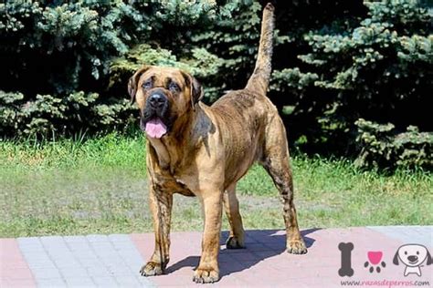 Presa Canario Información Sobre La Raza Presa Canario