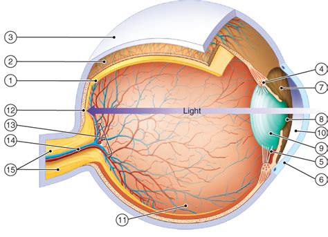 Medical Terminology Chapter 8 Special Senses Ear Eye Diagram Quizlet