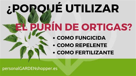 PORQUÉ UTILIZAR EL PURÍN DE ORTIGAS COMO FUNGICIDA REPELENTE Y