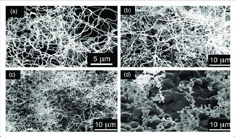 Sem Images Of The Cnts Grown Using Different Nickel Film Thicknesses