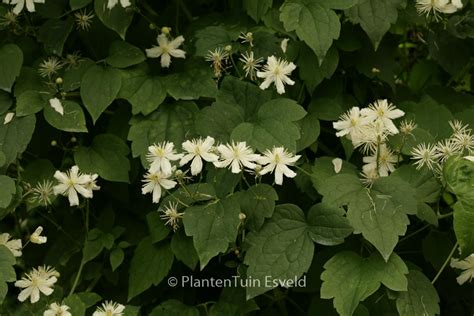 Clematis ‚paul Farges‘ Summer Snow Esveld Webshop