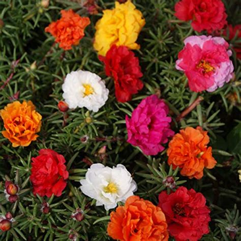 guide  portulaca plants   plant care  portulaca grandiflora