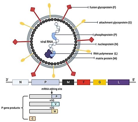 Development of Nipah Virus Vaccine - Creative Diagnostics