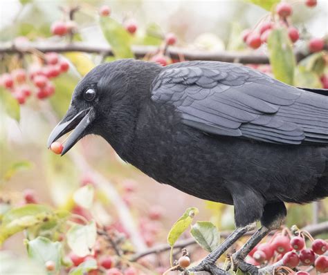 Crow Behaviour | The Urban Nature Enthusiast