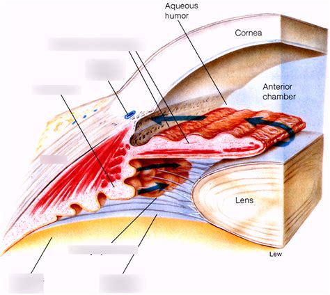 Eye Anterior Chamber Diagram Diagram Quizlet