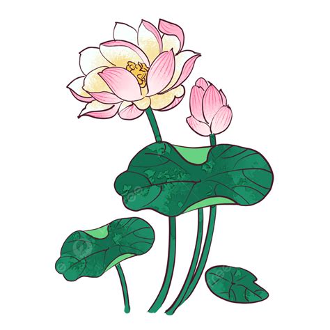 Lotus Plant Clipart Transparent Background Summer Lotus Plant Flowers