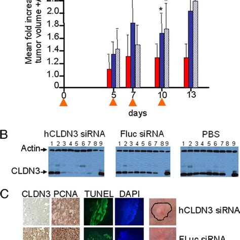 Western Blot Analysis Of Cldn3 Expression In Human And Mouse Tumor