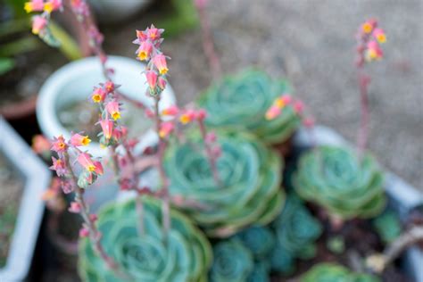 6 of the Most Beautiful Flowering Succulents - Backyard Boss