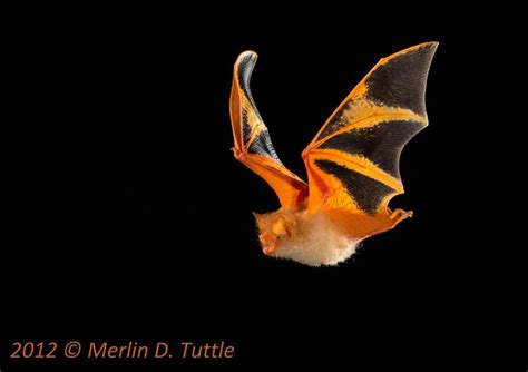 The Painted Bat Kerivoula Picta Is A Small Insectivorous Bat From