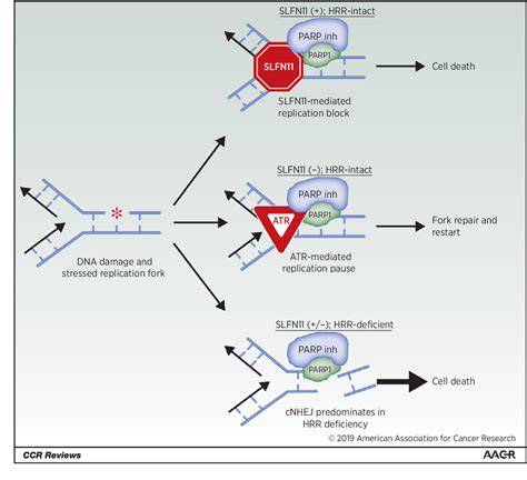 Figure 1 From PARP Inhibitors Extending Benefit Beyond BRCA Mutant