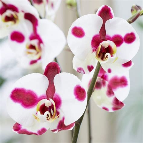 Buy Phalaenopsis White Pink Online At Cheap Price At