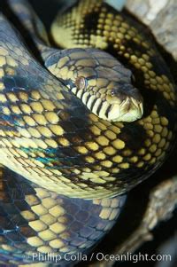 Amethystine Python Photo, Amethystine Python photos, Natural History Photography