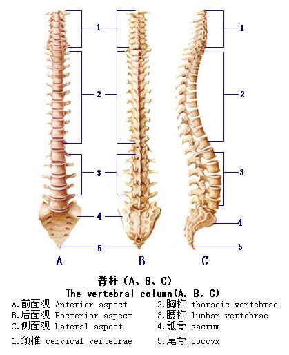 脊柱侧弯，你了解多少？