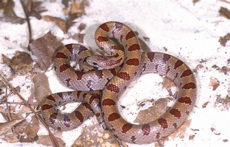 Mole Kingsnake Care Sheet | Reptiles' Cove