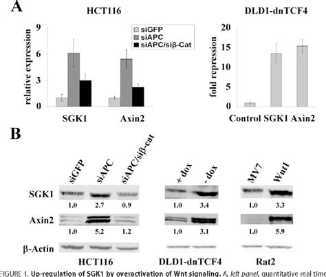 Figure From Wnt Signaling Inhibits Forkhead Box O A Induced